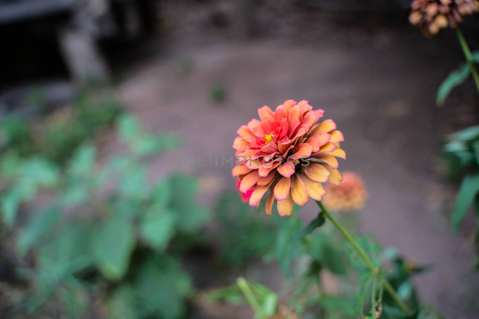 old red zinnia or beautiful zinnia in the flower garden