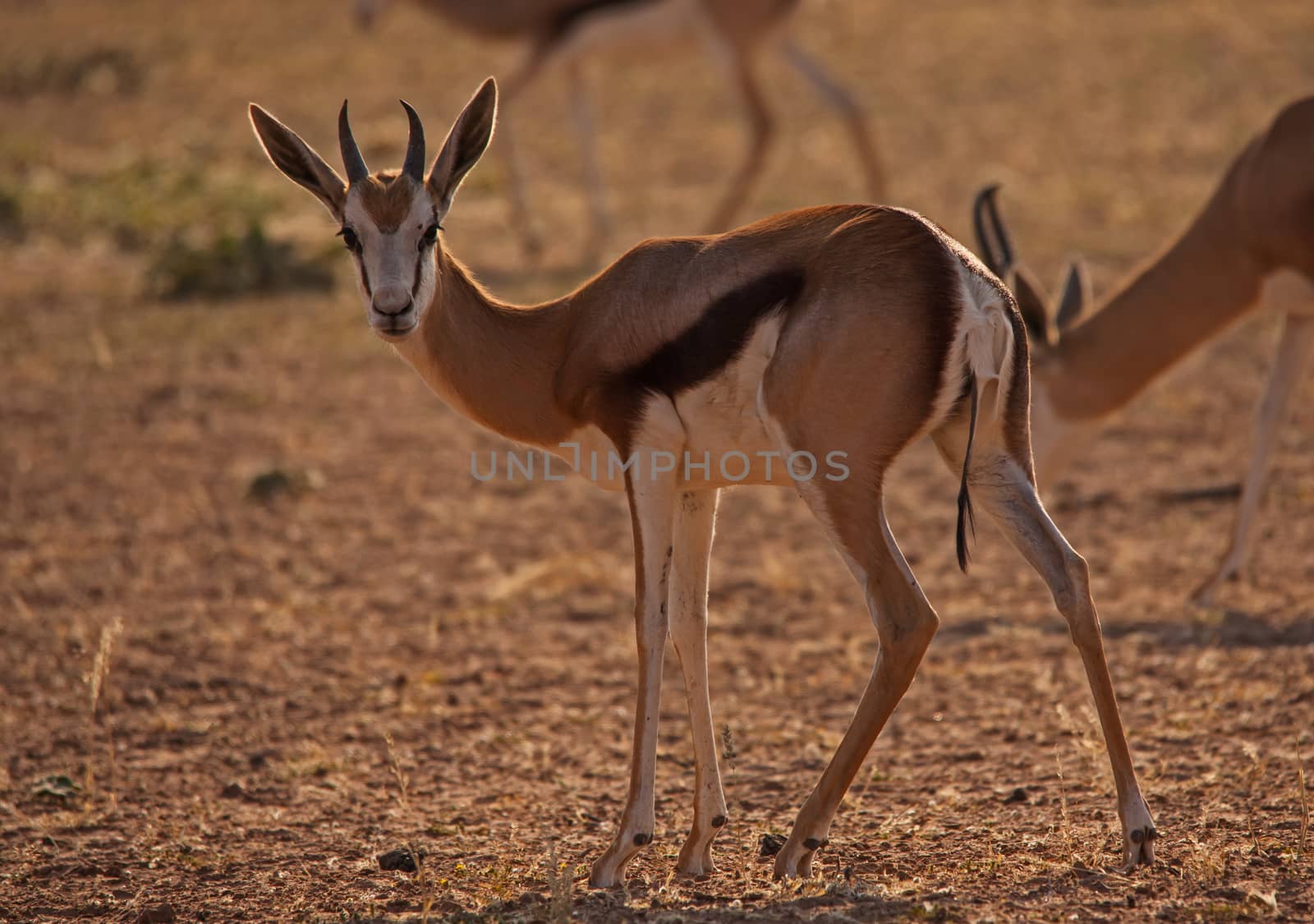 Immature Kalahari Springbok by kobus_peche