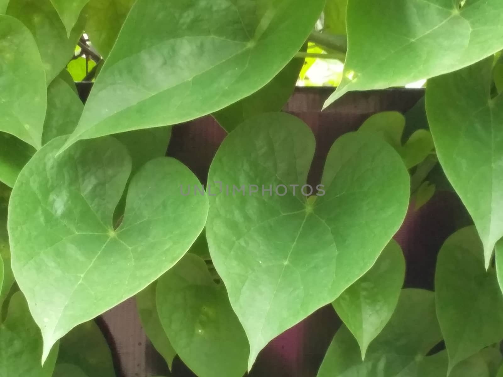 a study of green leaves