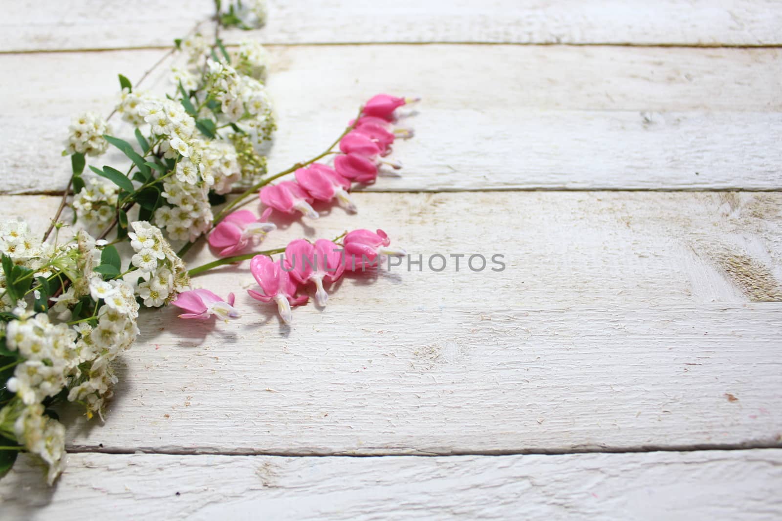 spring flowers on white boards by martina_unbehauen