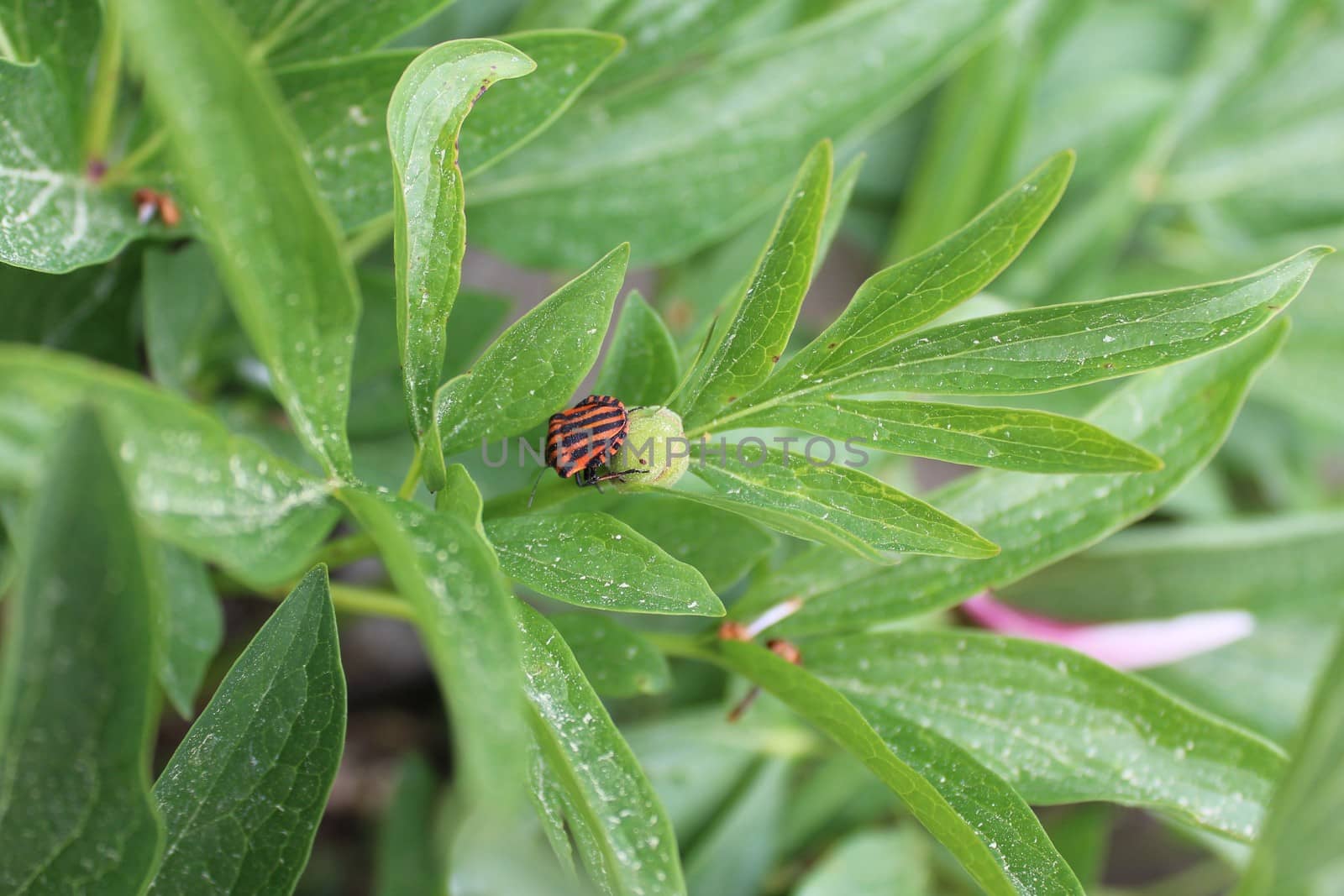 The picture shows a striped shield bug on a peony leaf.