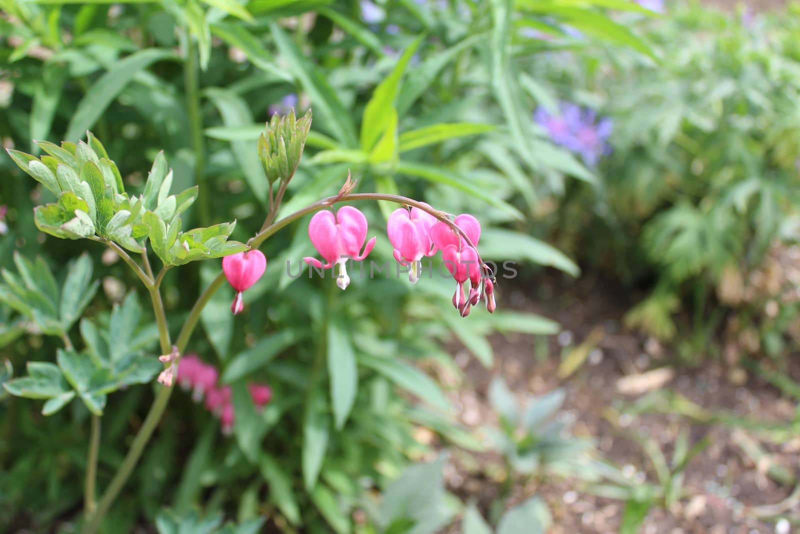 The picture shows a bleeding heart in the garden.