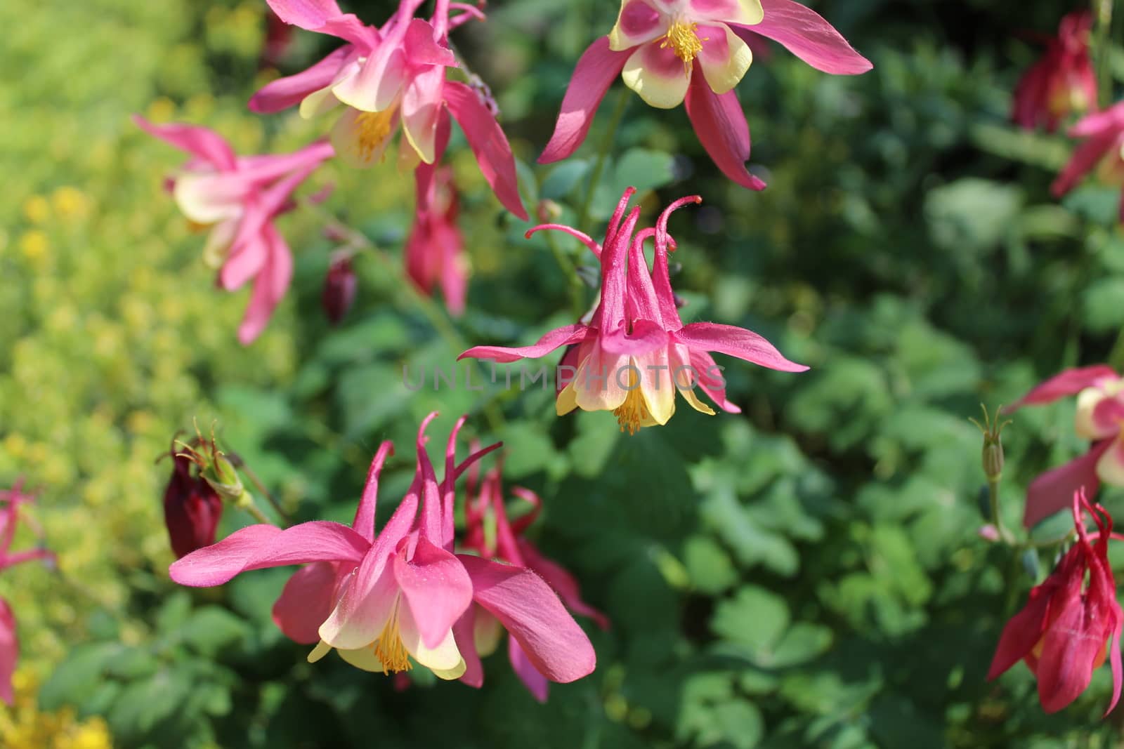 pink columbine in the garden by martina_unbehauen