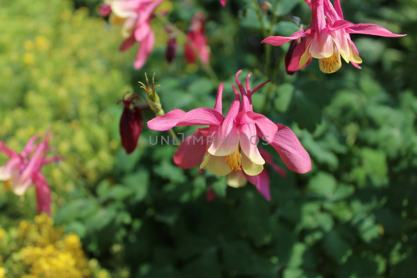 The picture shows a pink columbine in the garden.