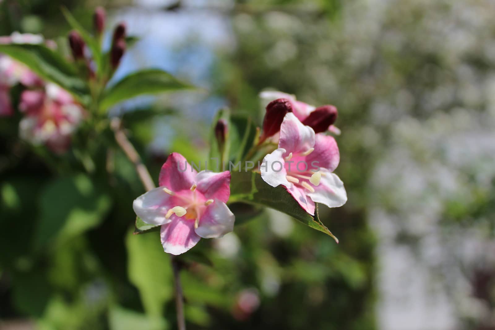 beautiful weigela in the garden by martina_unbehauen