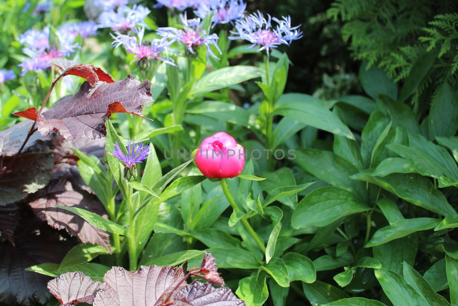 The picture shows blossoming peony in the garden.