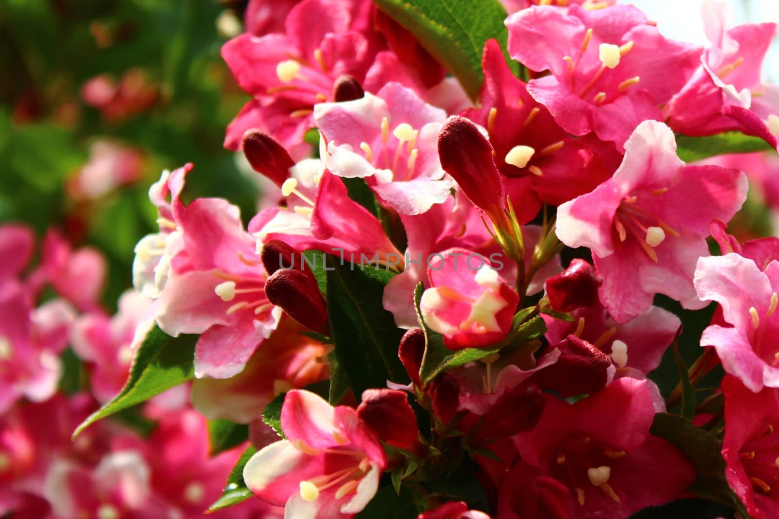 beautiful weigela in the garden by martina_unbehauen