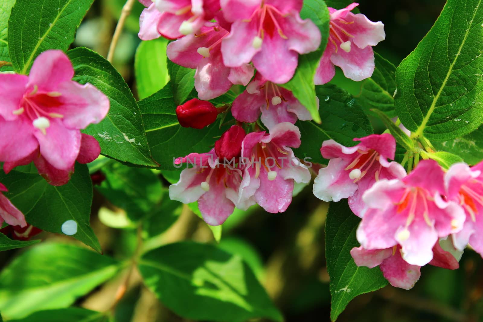 The picture shows a beautiful weigela in the garden.