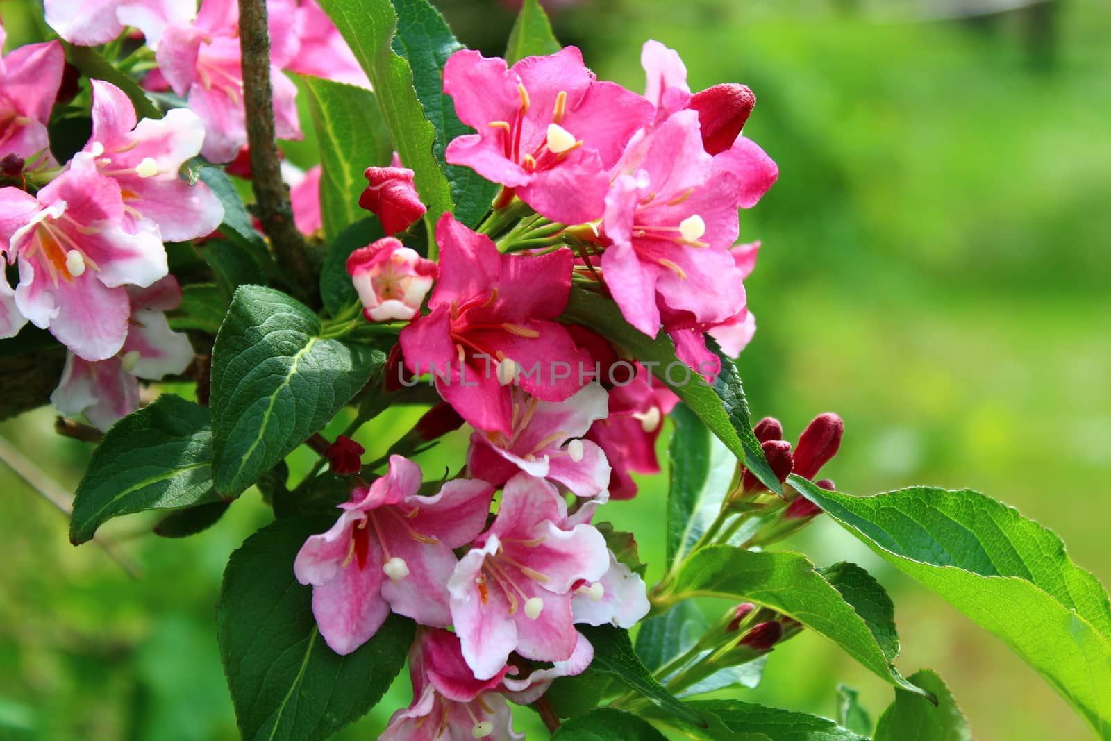 beautiful weigela in the garden by martina_unbehauen