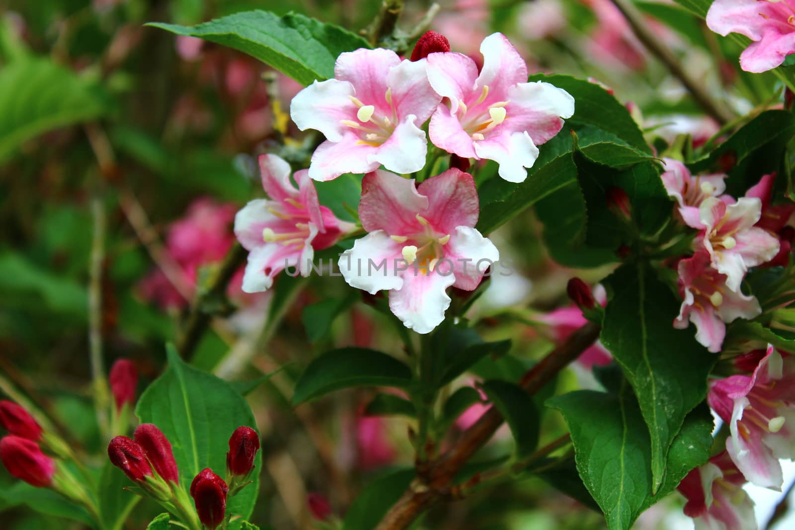 The picture shows beautiful weigela in the garden.
