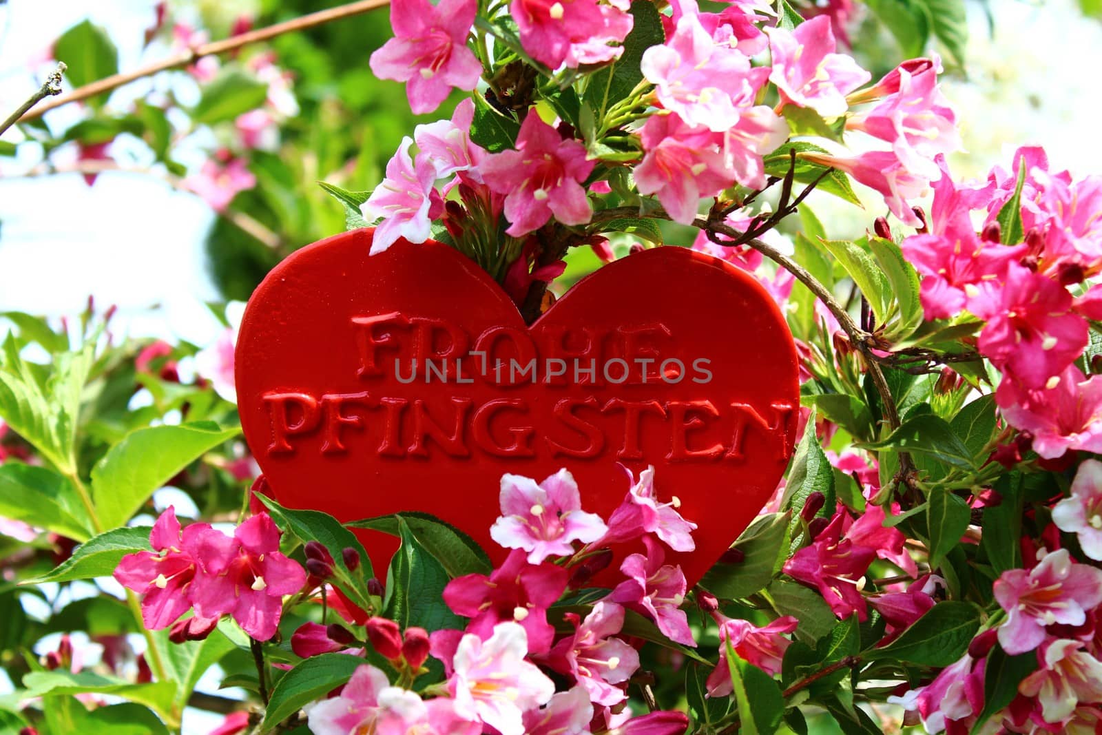 a heart with the german text happy pentecost in the weigela by martina_unbehauen