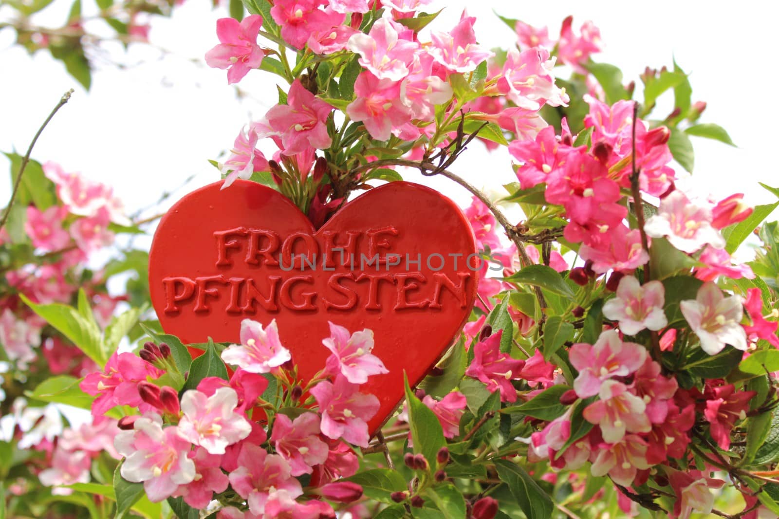 The picture shows a heart with the german text happy pentecost in the weigela.