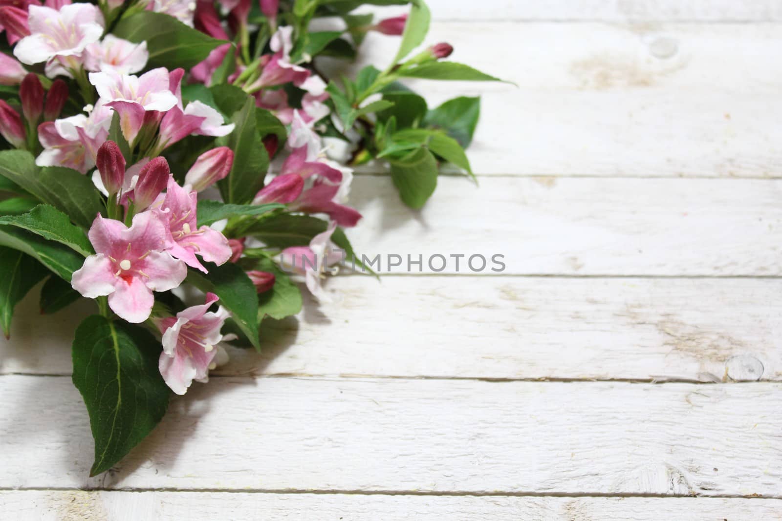 The picture shows a pink weigela border.