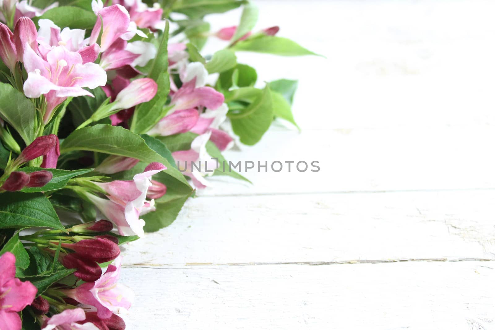 The picture shows a pink weigela border.