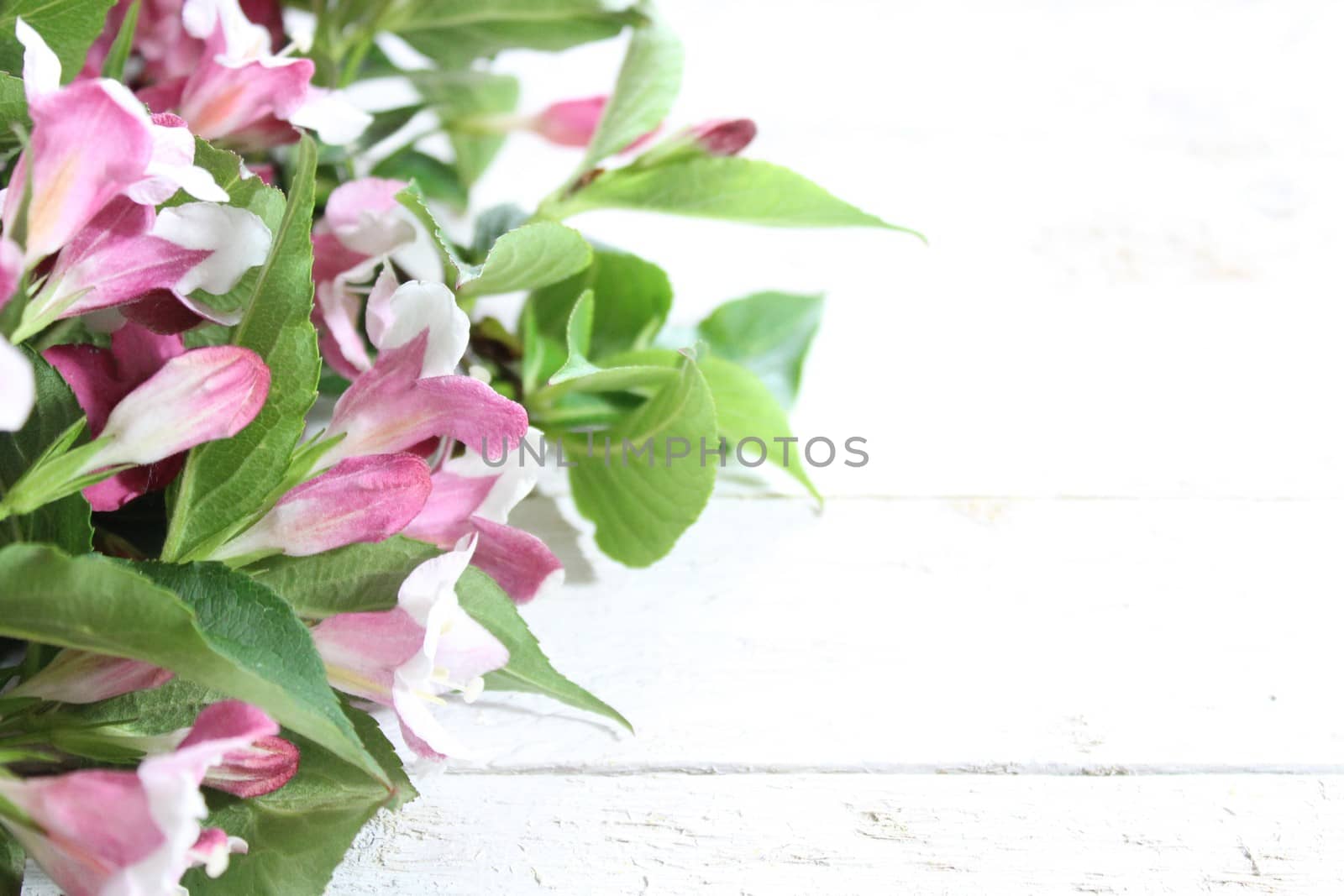 The picture shows a pink weigela border.