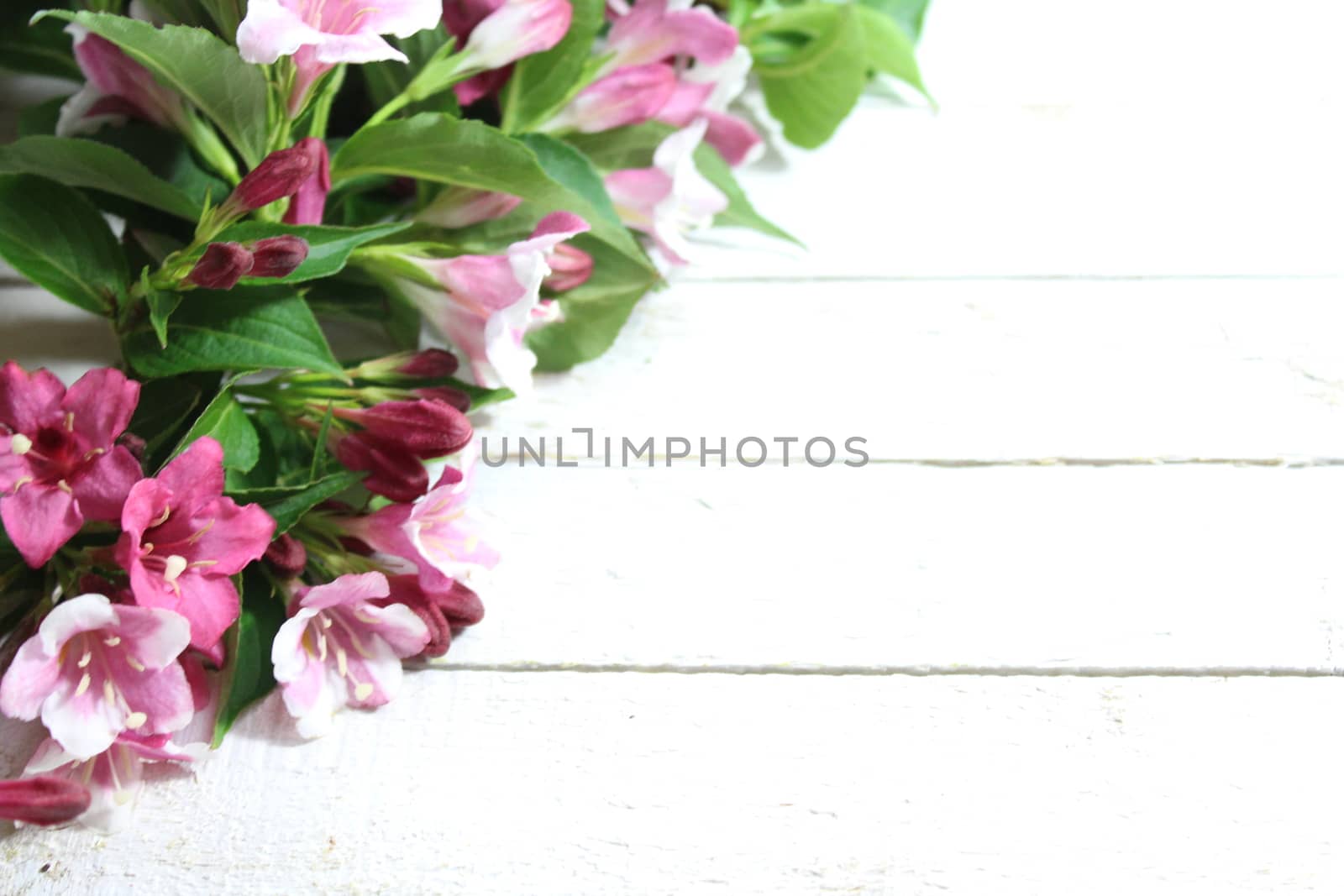 pink weigela border by martina_unbehauen