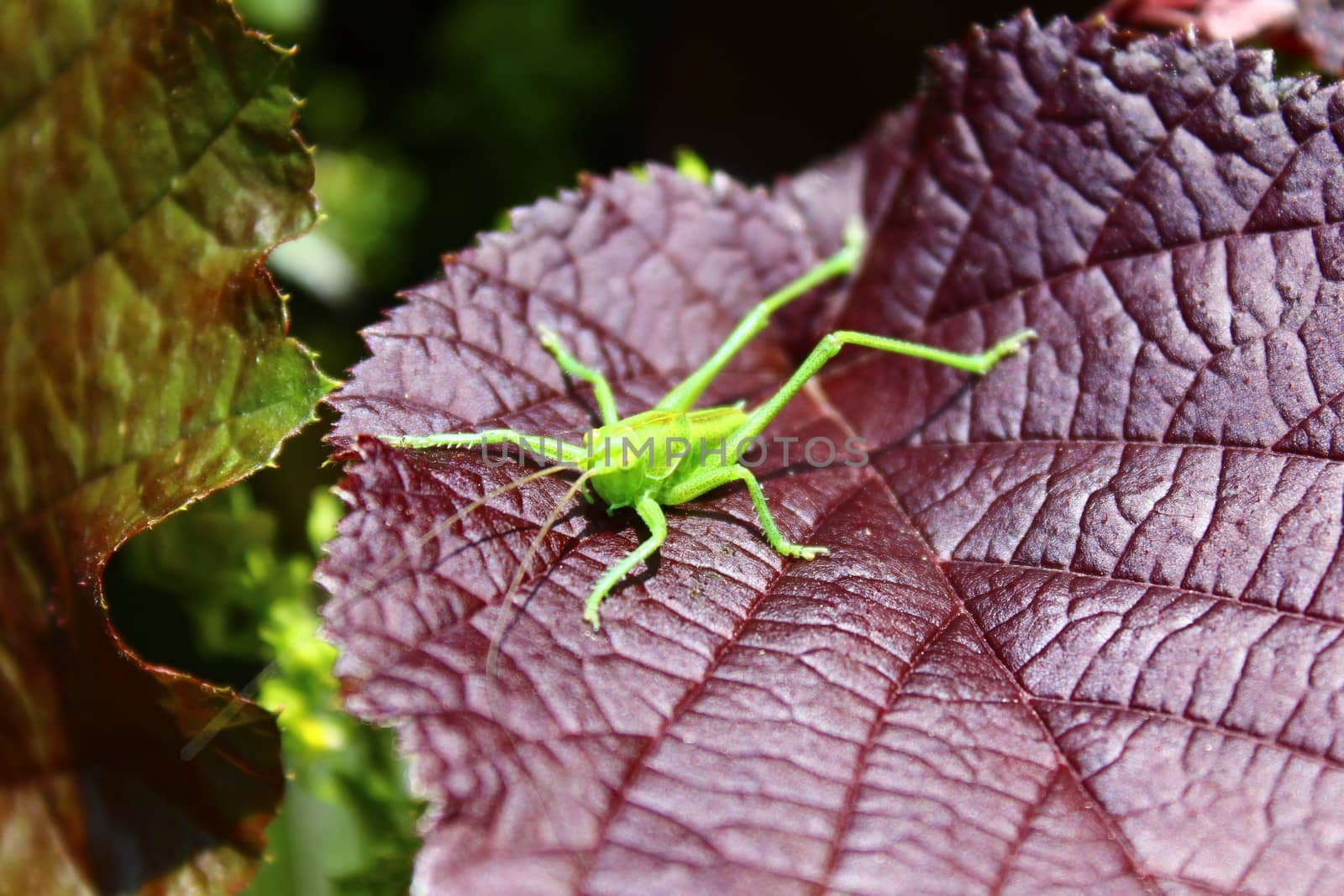The picture shows a grasshopper on a leaf.