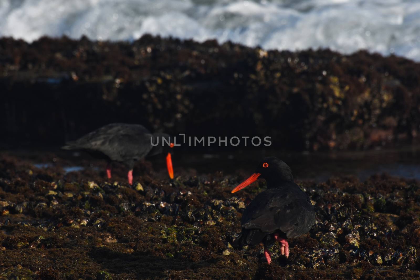 A pair of African oystercatcher birds mussel foraging on moss rocks (Haematopus moquini), Mossel Bay, South Africa