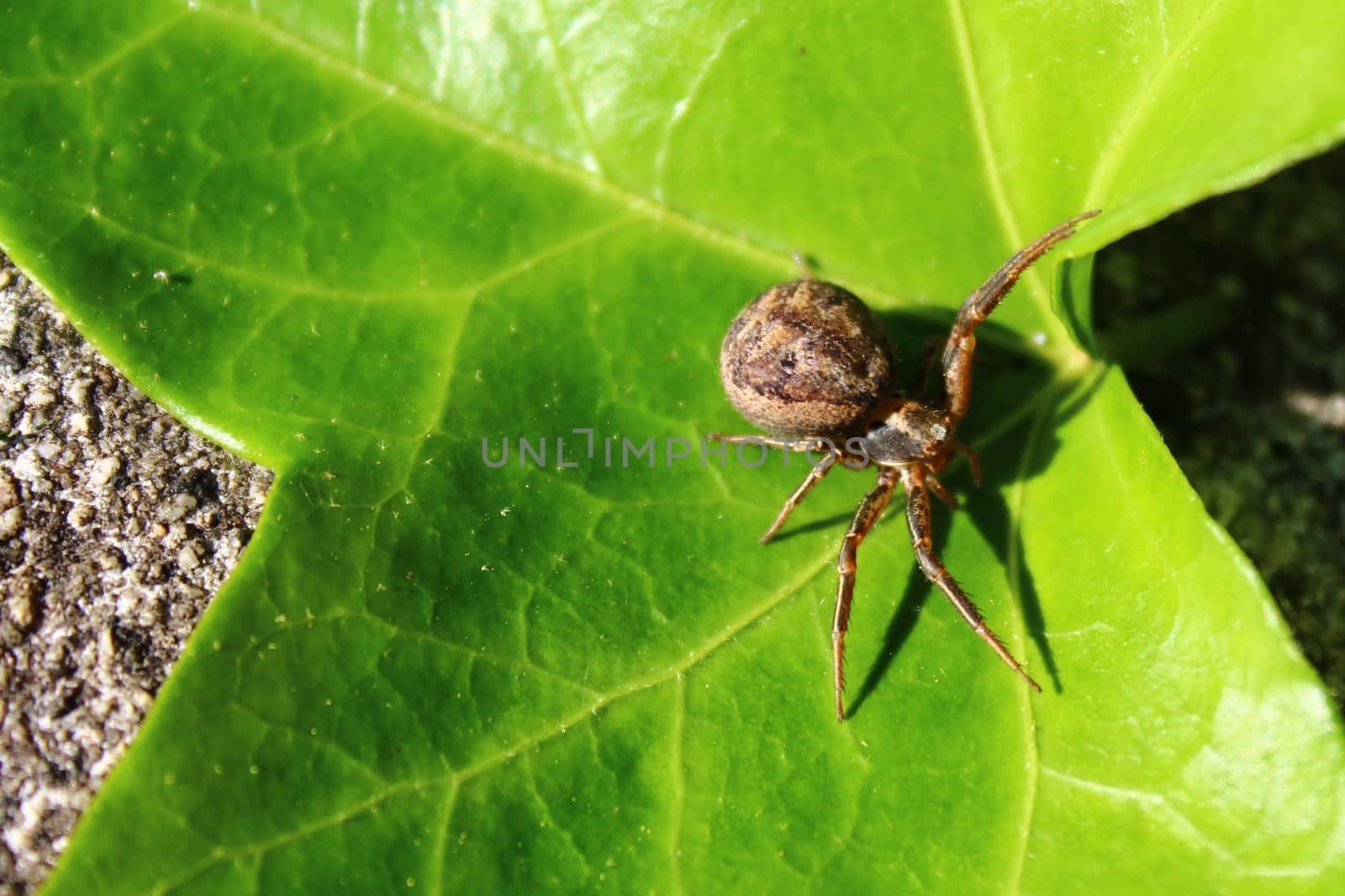 spider on a leaf in the garden by martina_unbehauen