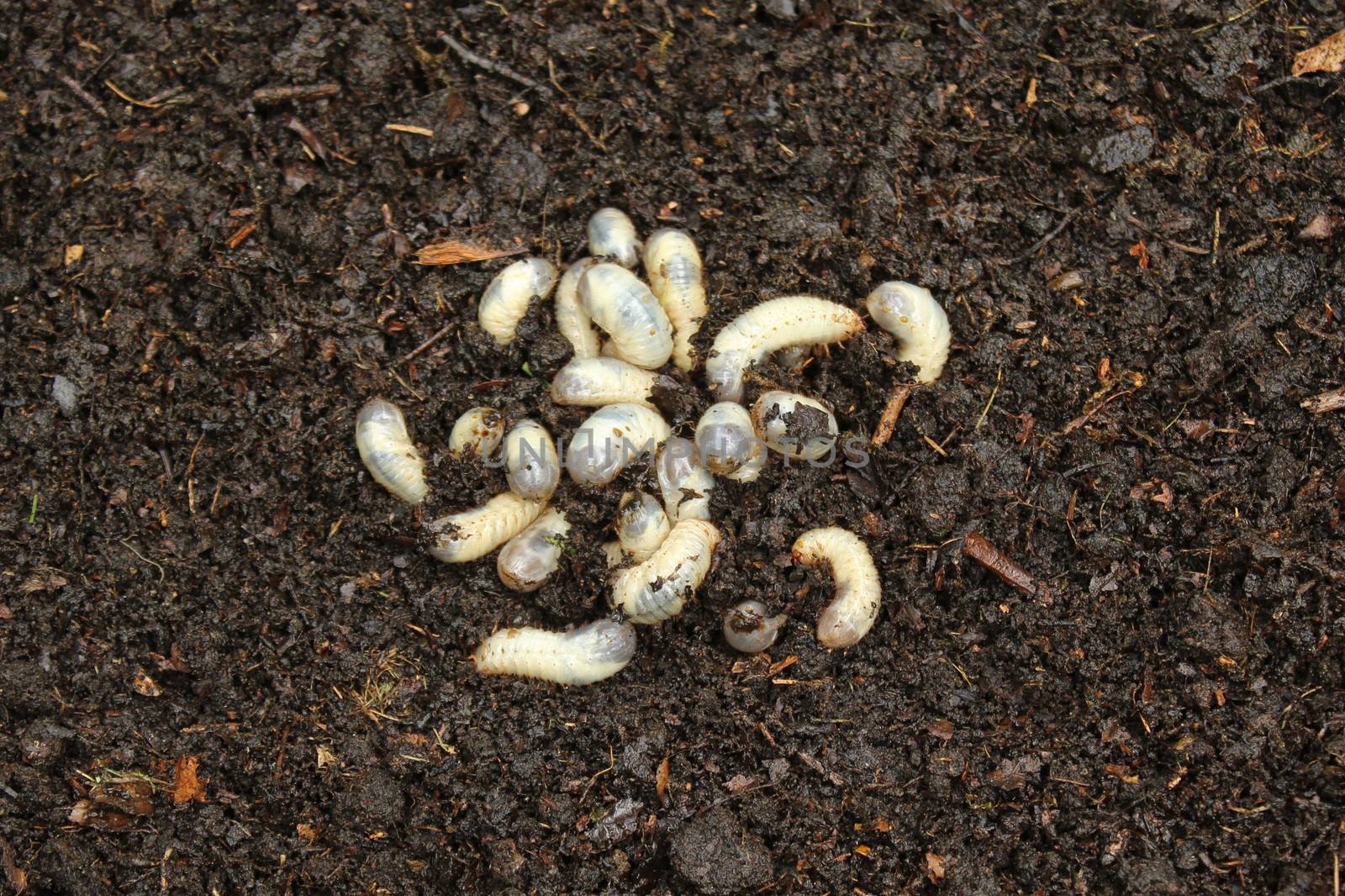 The picture shows a rose chafer larvae in the compost pile.