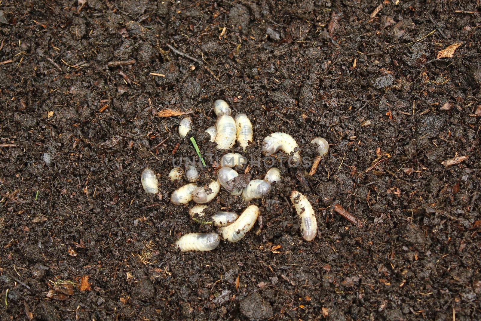 The pictureshows a rose chafer larvae in the compost pile.