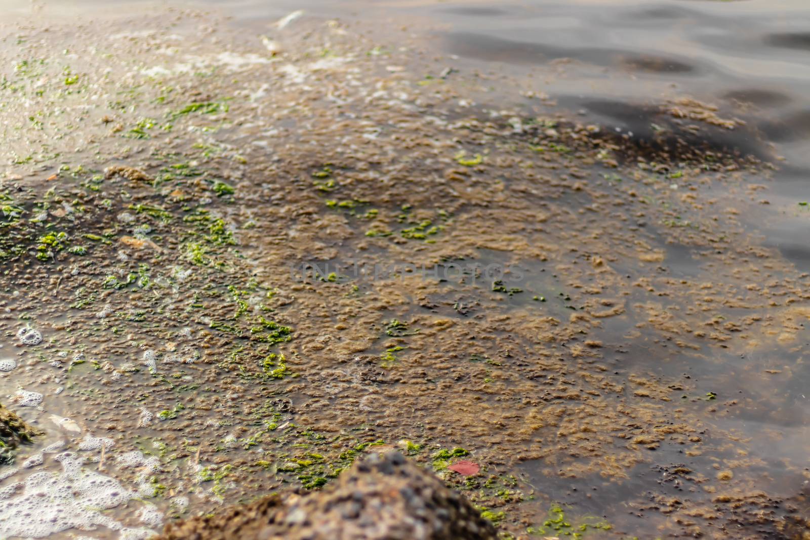 shoot from a sea with green and brown colored algae on it . photo has taken at izmir/turkey.