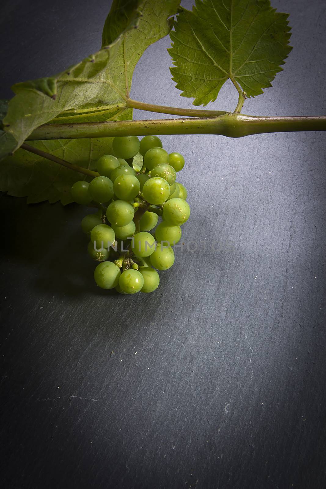 Green grapes and vine on a gray table