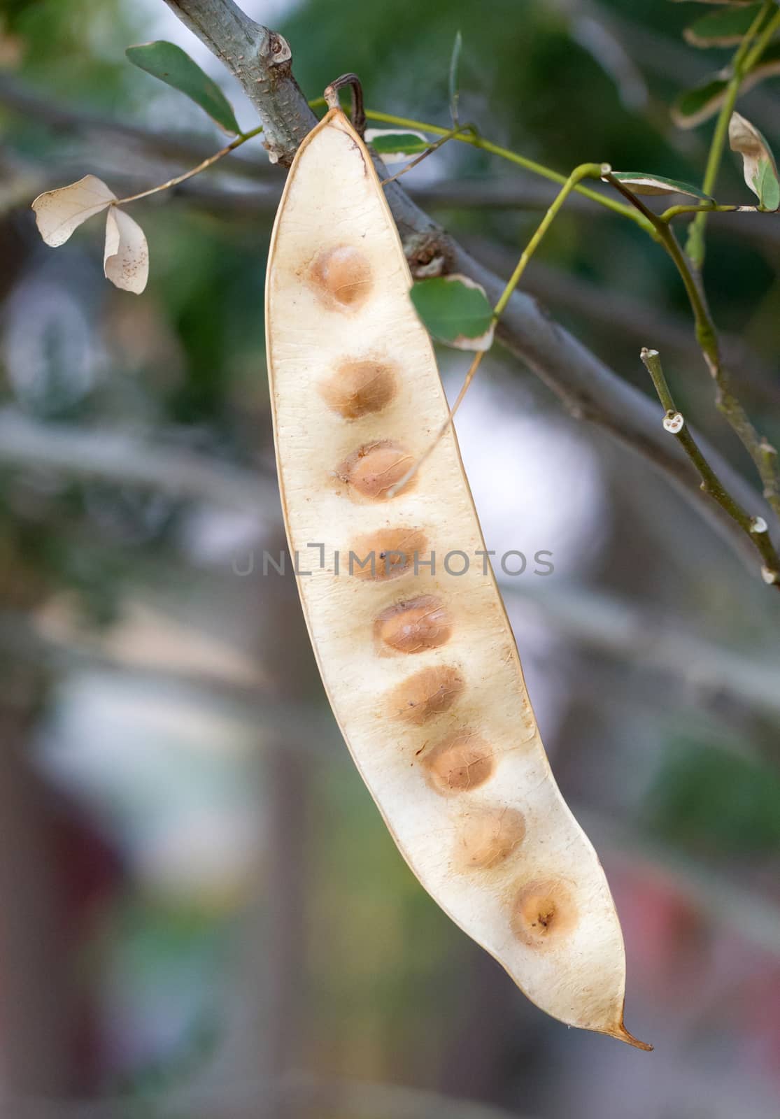 Seeds hanging in a tree, Madagascar, Africa