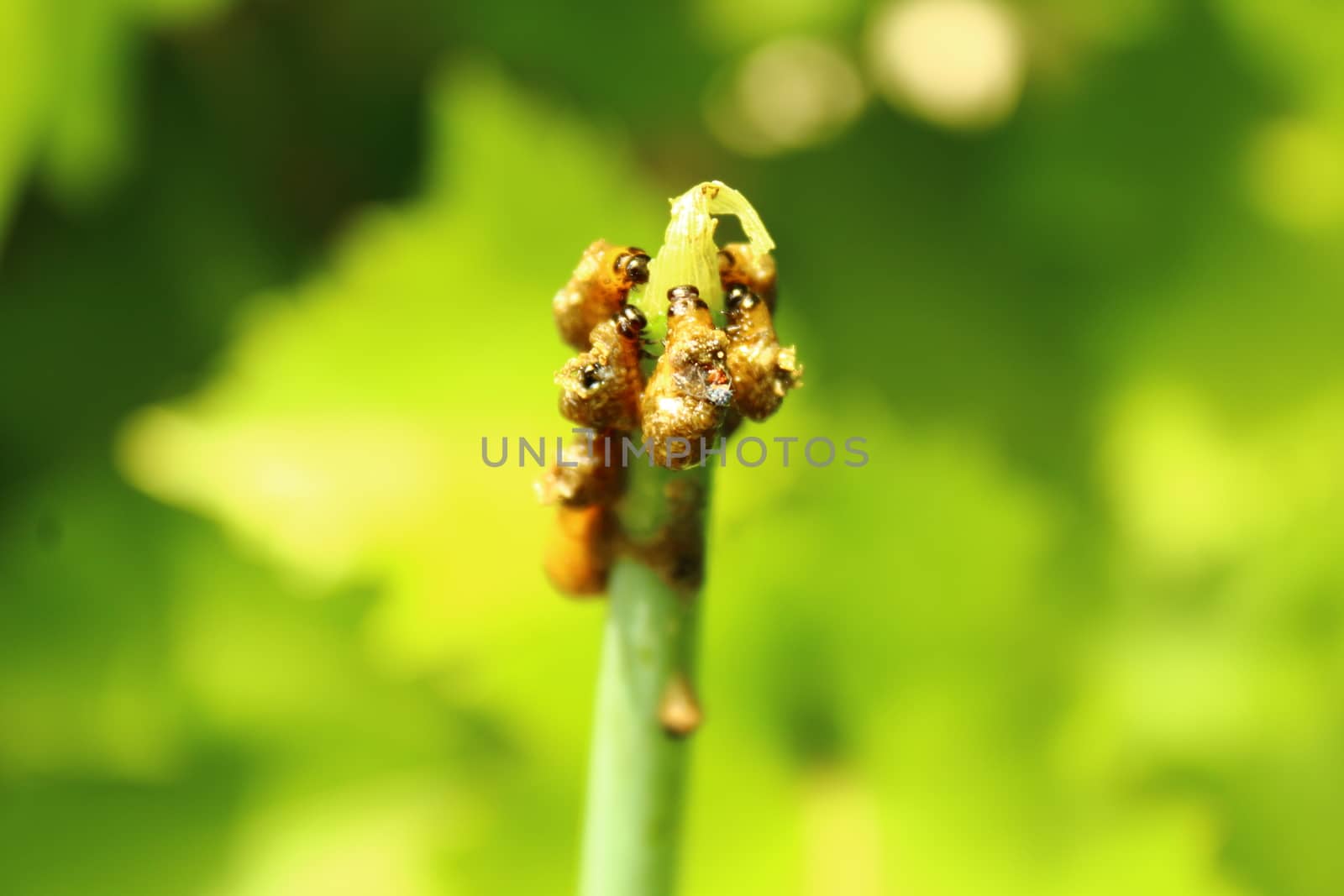 The picture shows a lily leaf beetle in the garden.