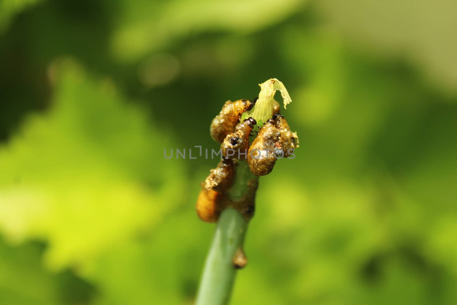 lily leaf beetle in the garden by martina_unbehauen