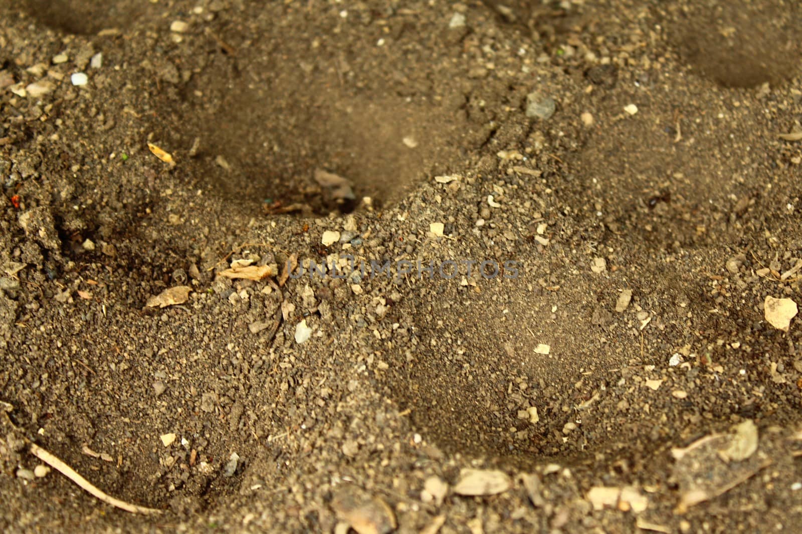 The picture shows an antlion in the garden.