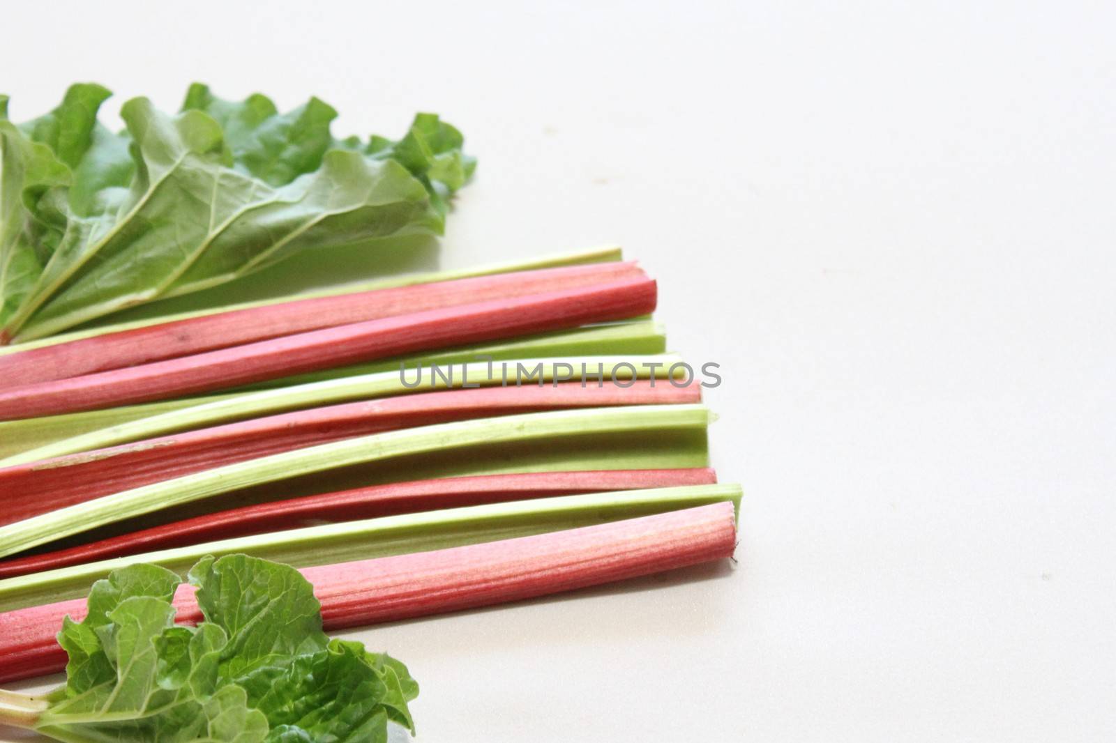 The picture shows colorful delicious rhubarb with leaves.