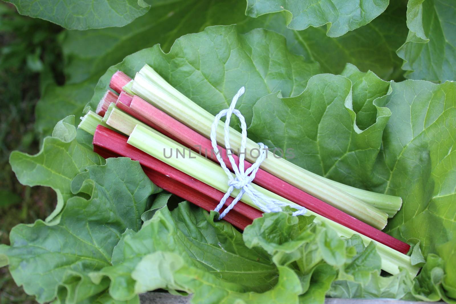 colorful delicious rhubarb in the garden by martina_unbehauen