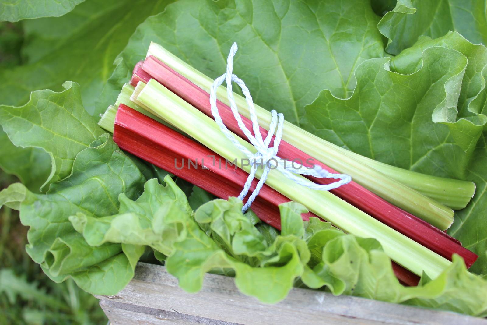 colorful delicious rhubarb in the garden by martina_unbehauen