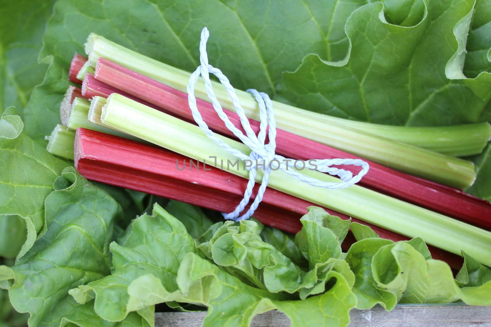 The picture shows colorful delicious rhubarb in the garden.