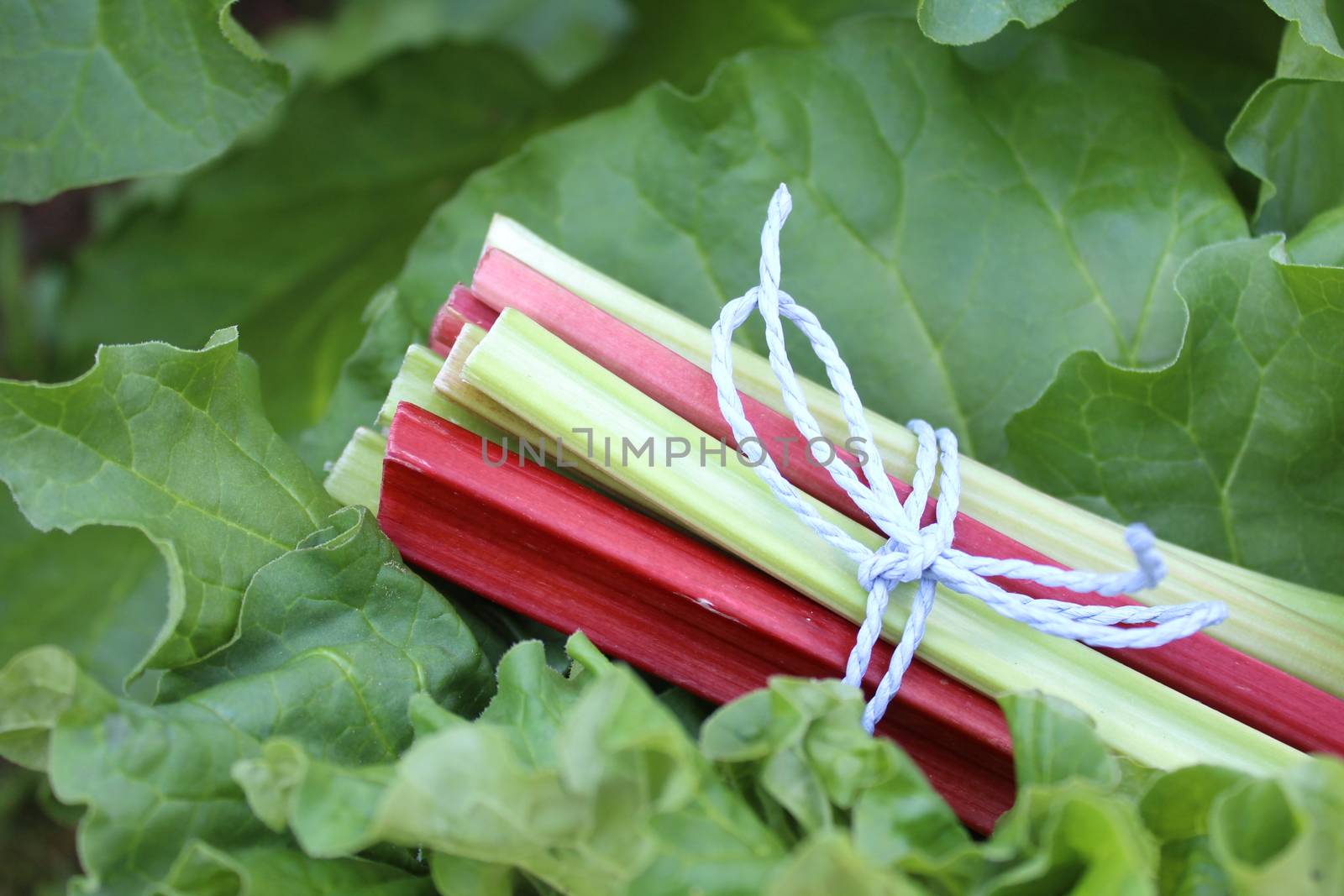 The picture shows colorful delicious rhubarb in the garden.