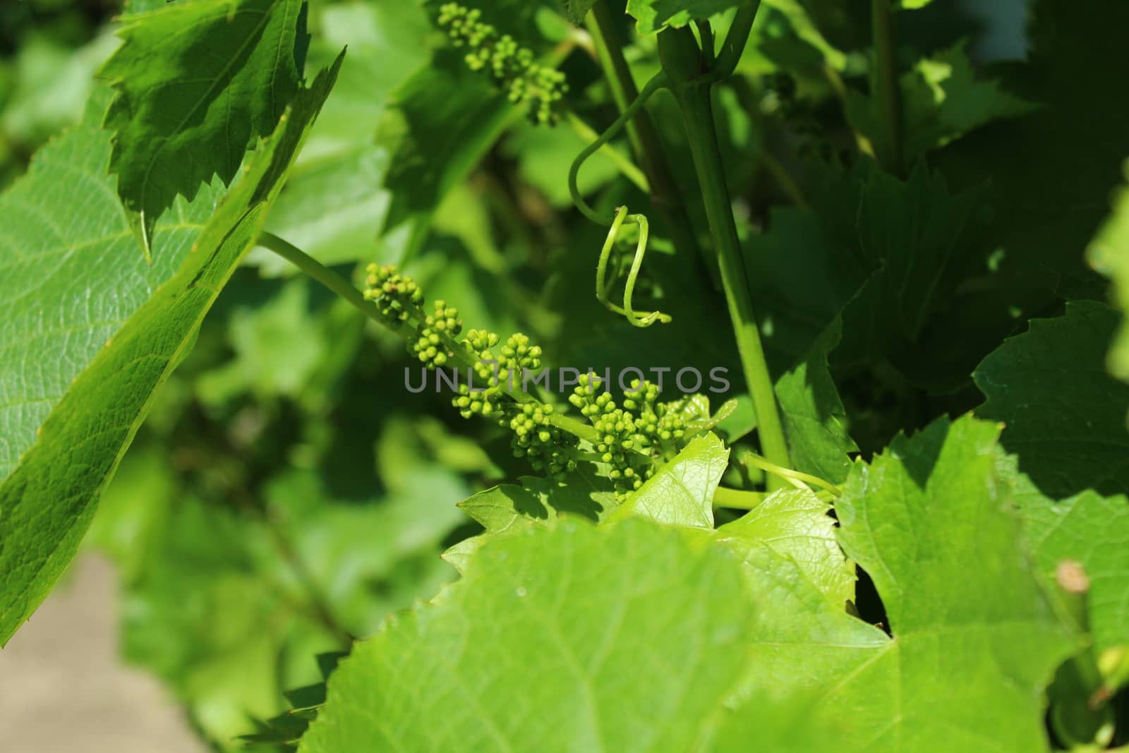 unripe grapes in the garden by martina_unbehauen