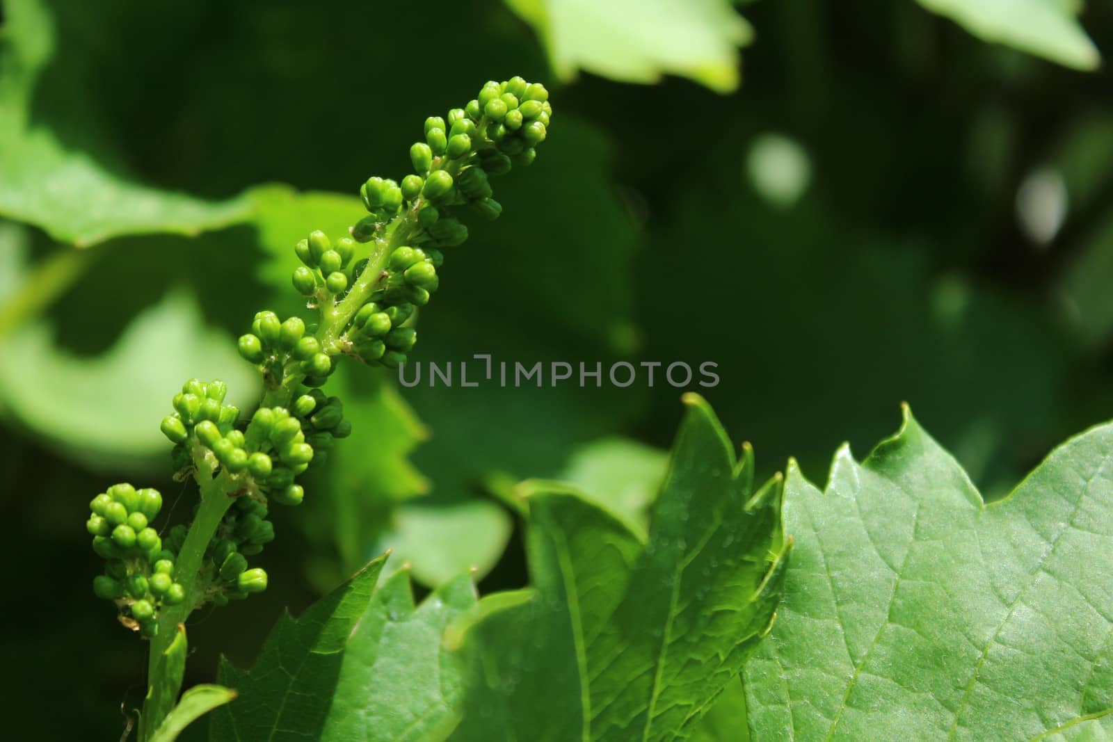 unripe grapes in the garden by martina_unbehauen