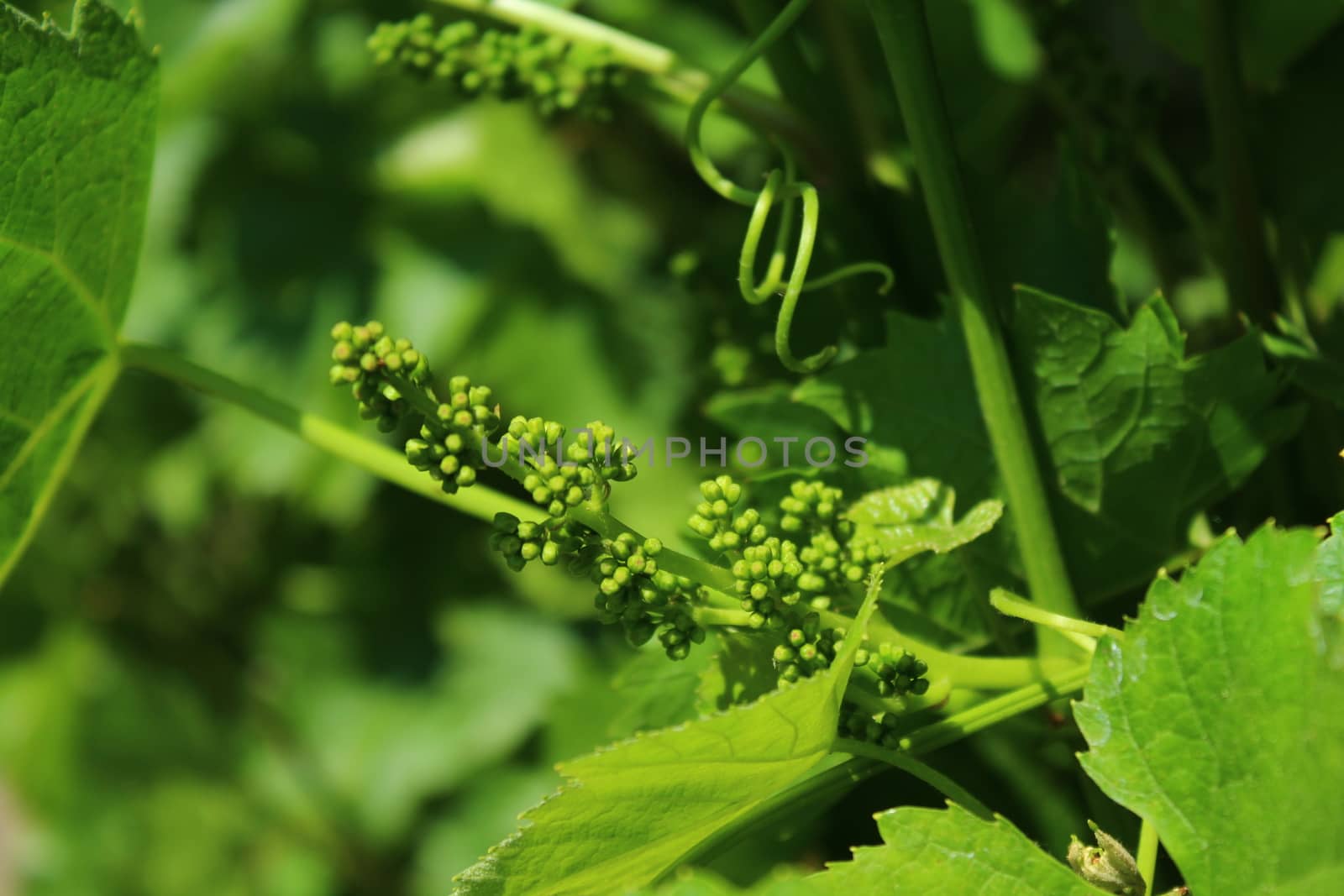 unripe grapes in the garden by martina_unbehauen