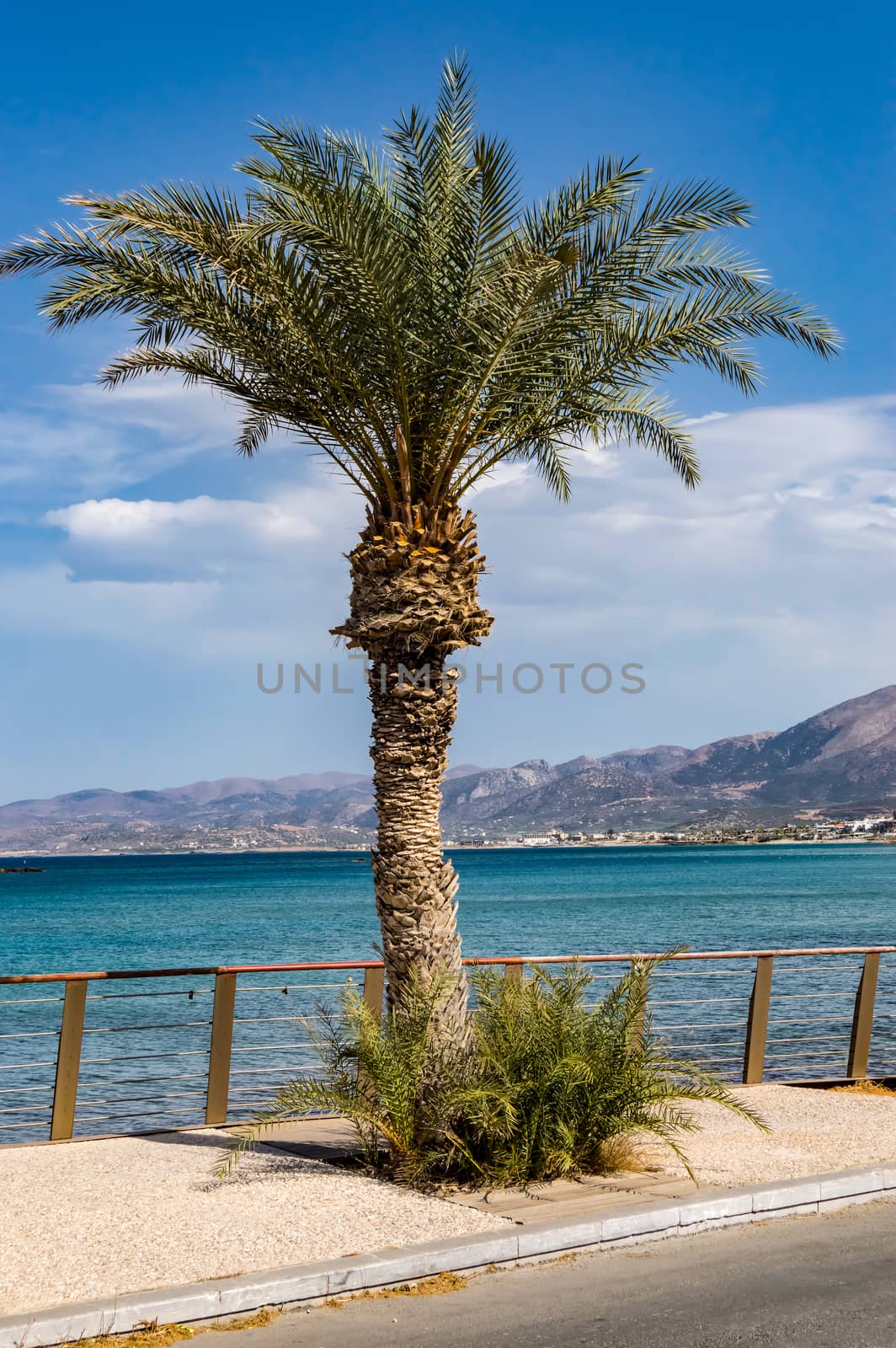 Palm tree alone on the sidewalk  by Philou1000