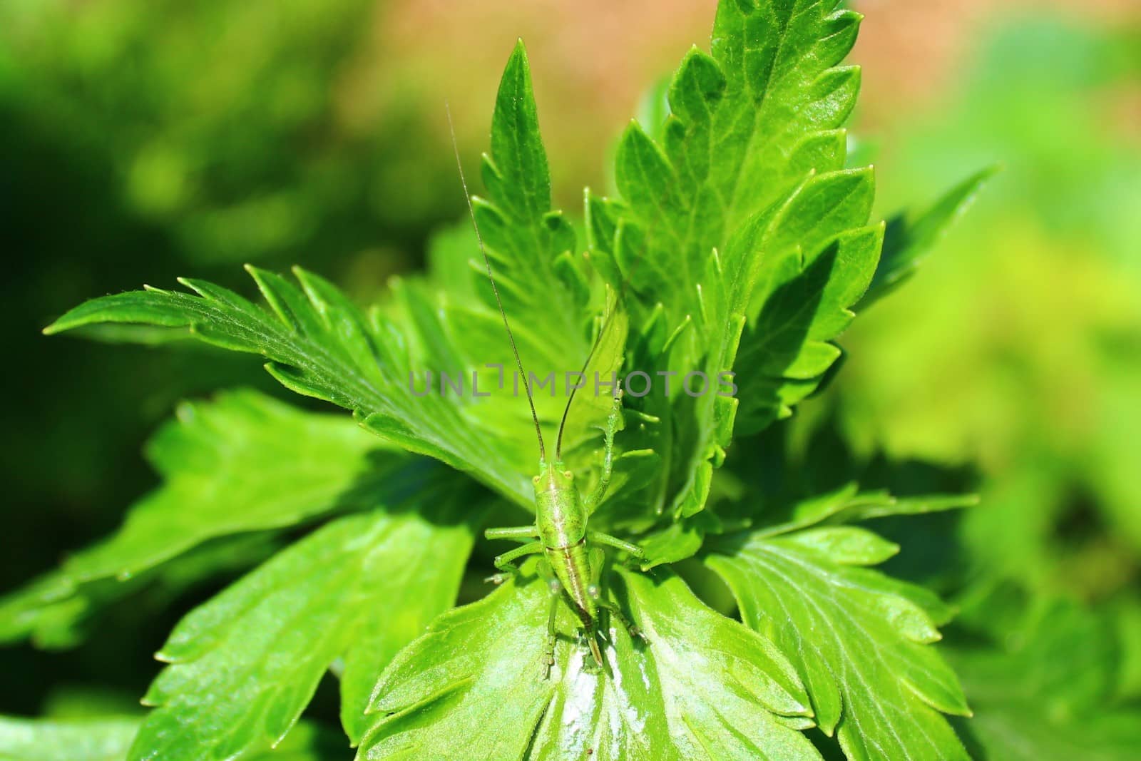 The picture shows grasshopper on a leaf in the garden.