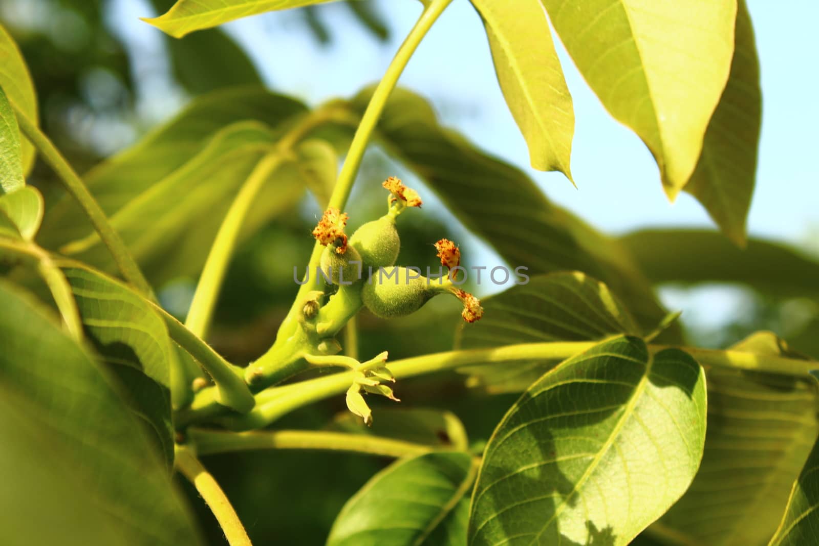 The picture shows little walnuts on the walnut tree.