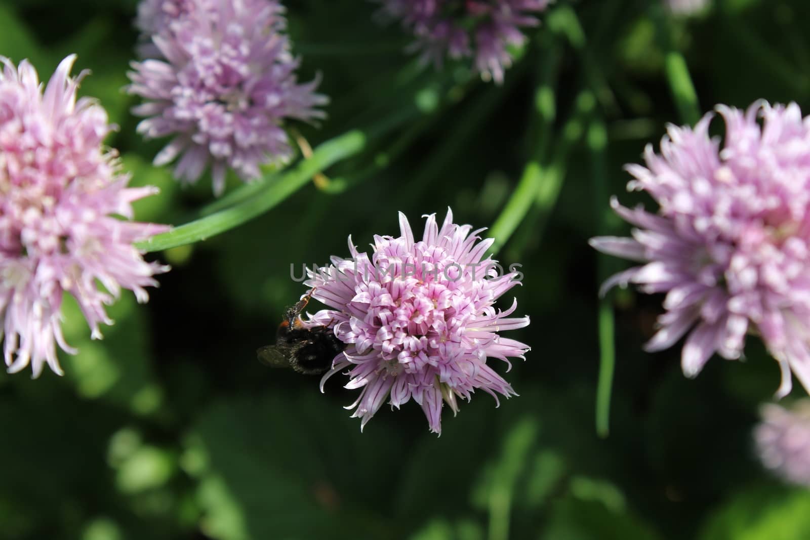 The picture chives bloom in the garden.