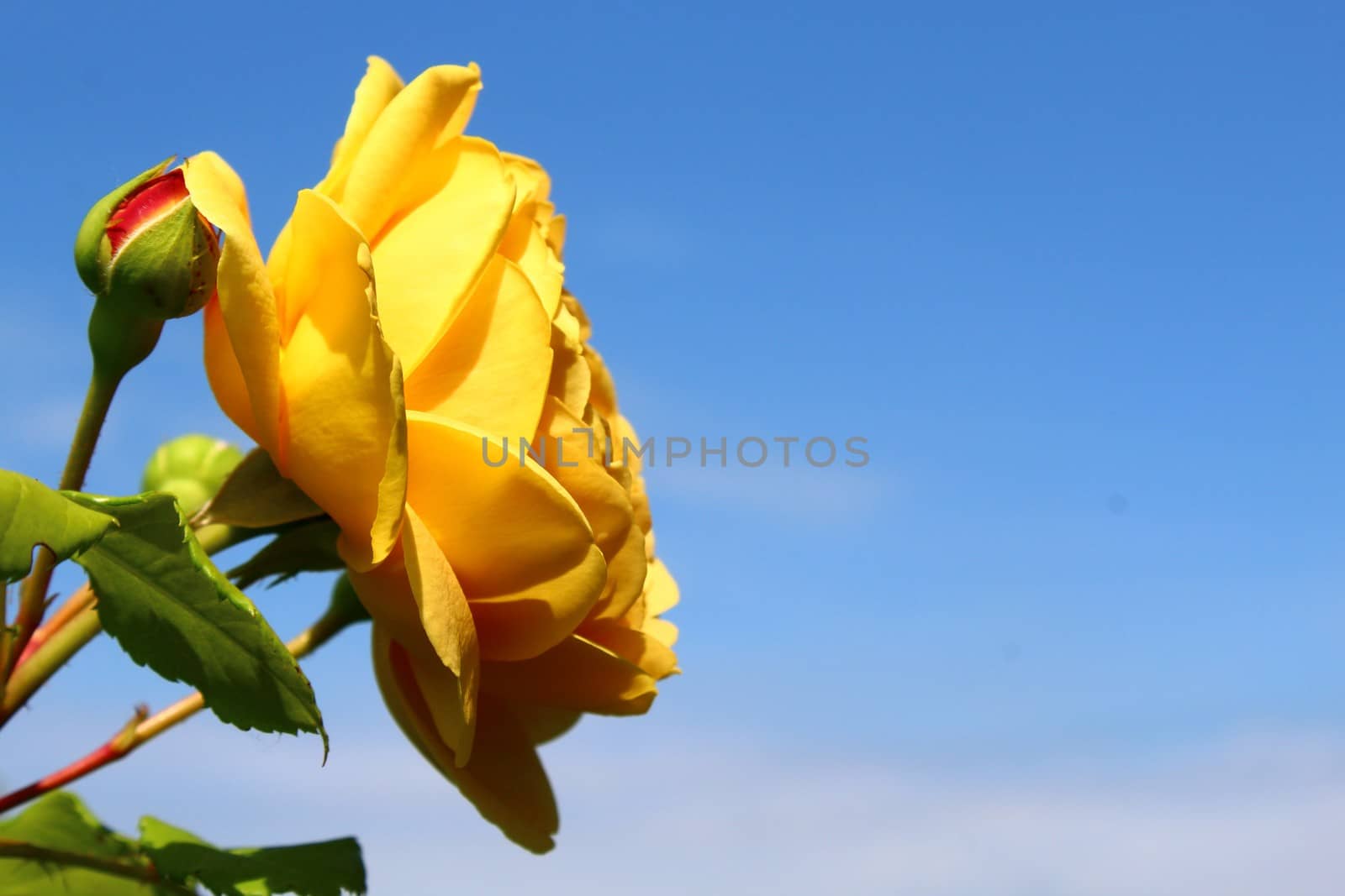 The picture shows yellow rose in front of blue sky.