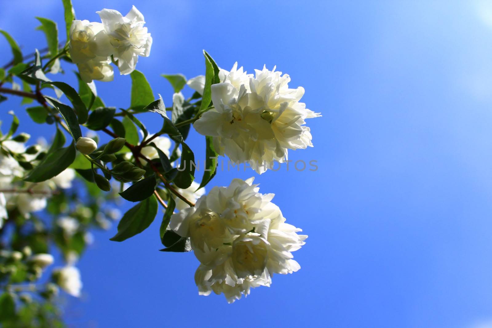 The picture shows white jasmine in the garden.