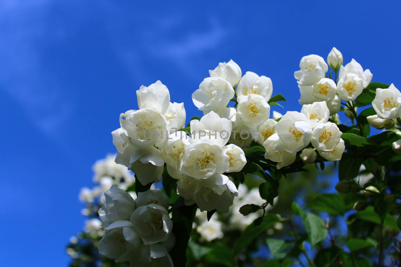 The picture shows white jasmine in the garden.