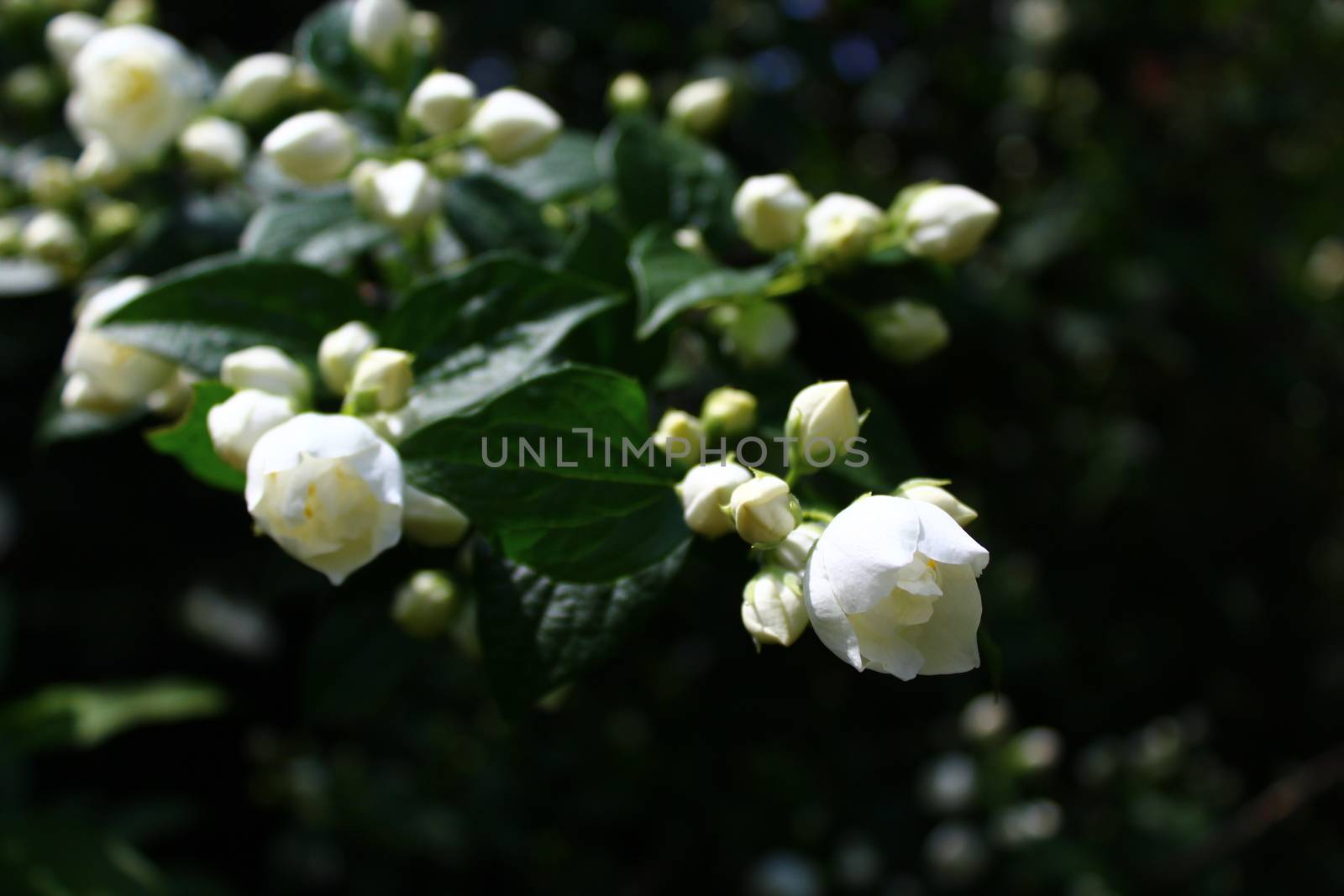 The picture shows a white jasmine in the garden.