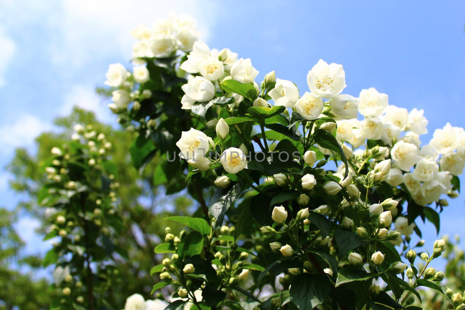 The picture shows a white jasmine in the garden.