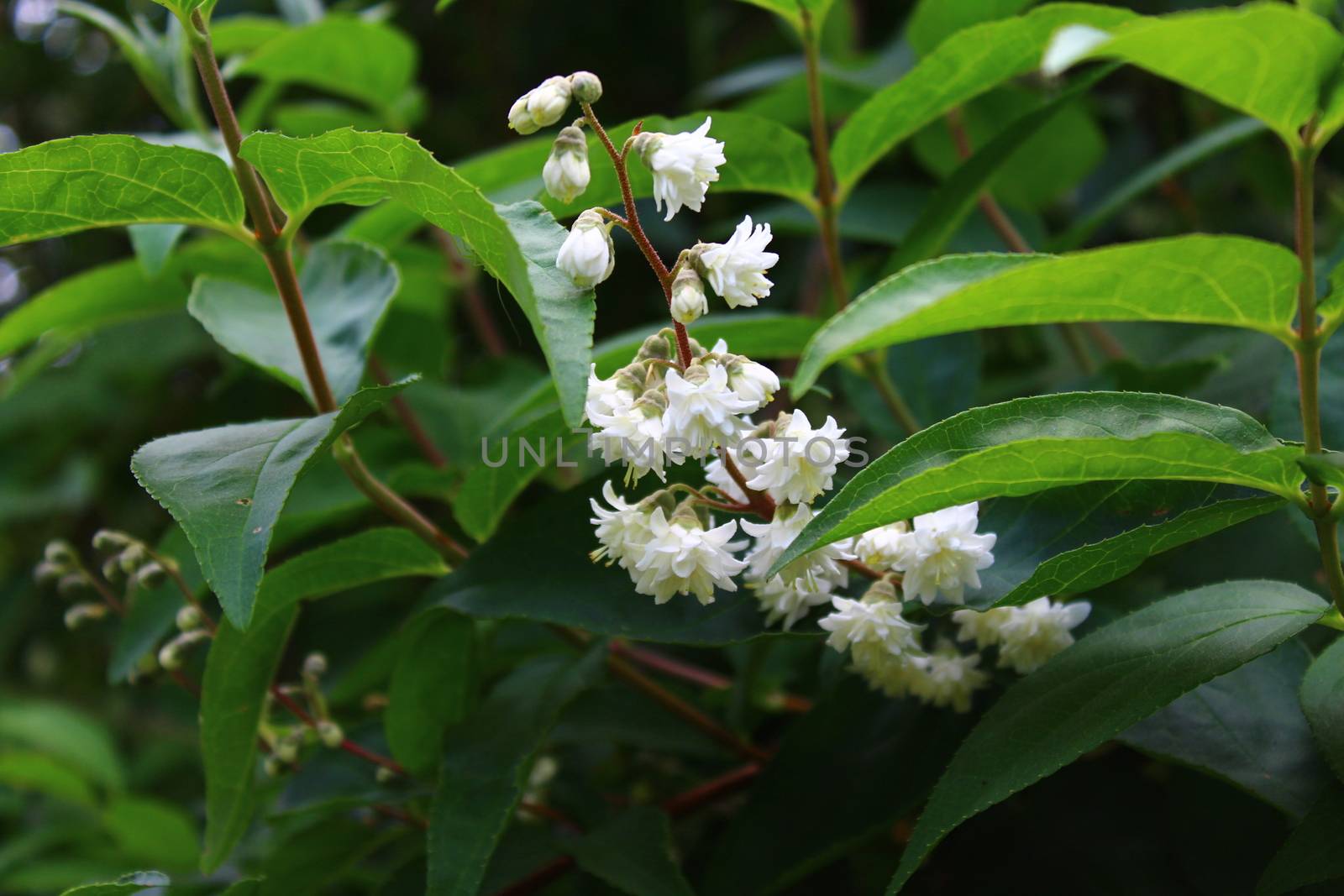 white jasmine in the garden by martina_unbehauen