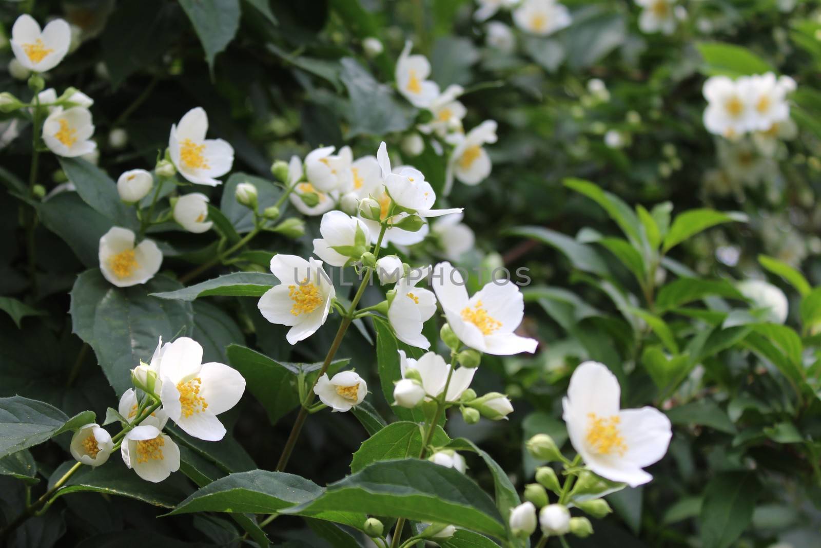 The picture shows white jasmine in the garden.